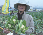 にじいろ農園【第1農園】にて　野菜（カリフラワー）の収穫体験